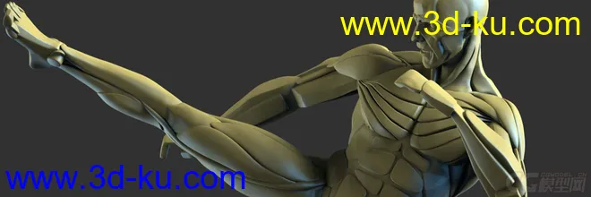 肌肉 人体 男性superAverageMan模型的图片5