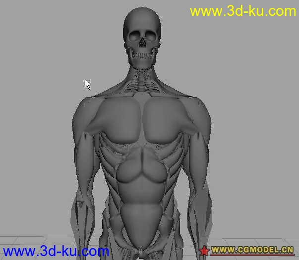 骨骼肌肉完整建模---菜鸟高手必备模型的图片1