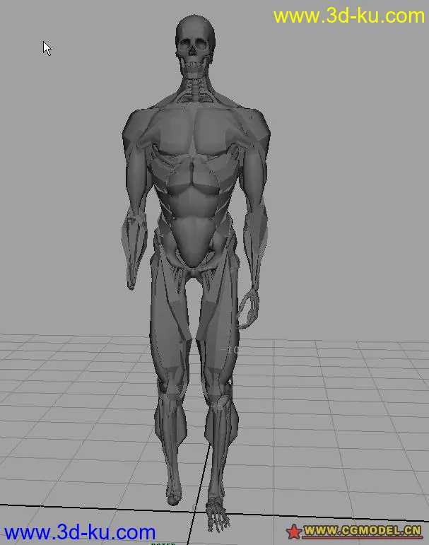 骨骼肌肉完整建模---菜鸟高手必备模型的图片2