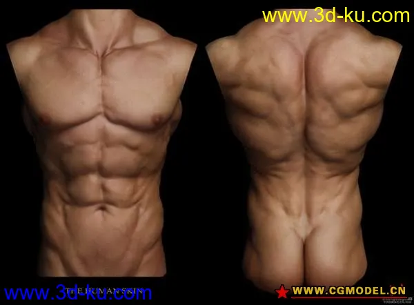 一些值得看的参考 肌肉 人体 真人模型的图片2