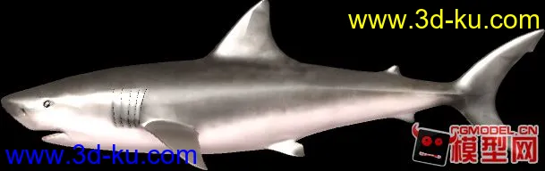 发几天不错的鲨鱼模型的图片1