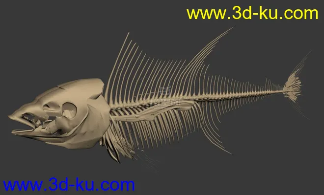 鱼骨——金枪鱼模型的图片1