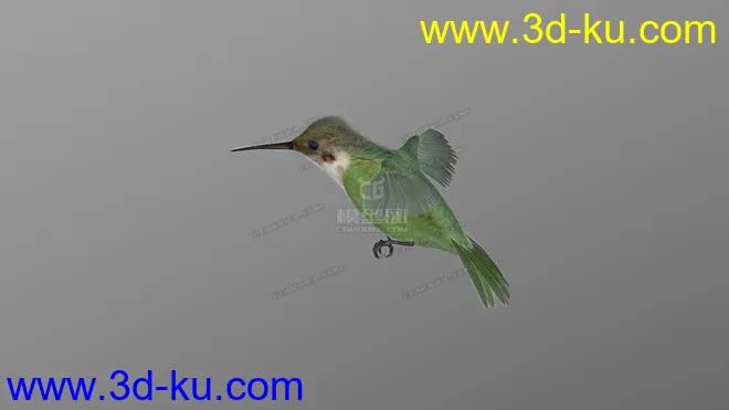 蜂鸟 hummingbird模型的图片2