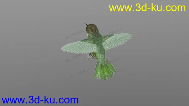 蜂鸟 hummingbird模型的图片3