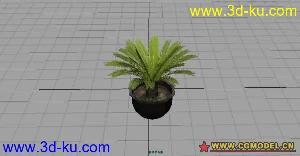 盆景植物 铁树模型的图片1