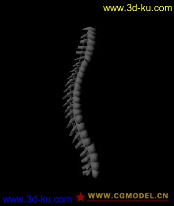 人体骨骼-脊椎模型的图片1