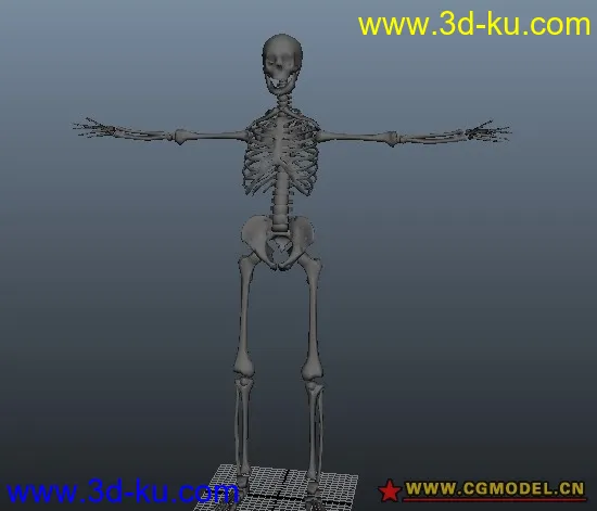 人体骨骼模型的图片1
