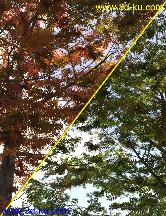 The Greenwood Vol 2 - Ash Trees模型的图片2