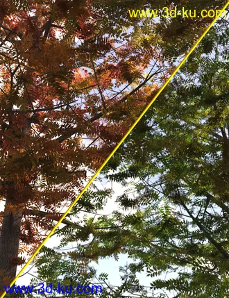 3D打印模型The Greenwood Vol 2 - Ash Trees的图片