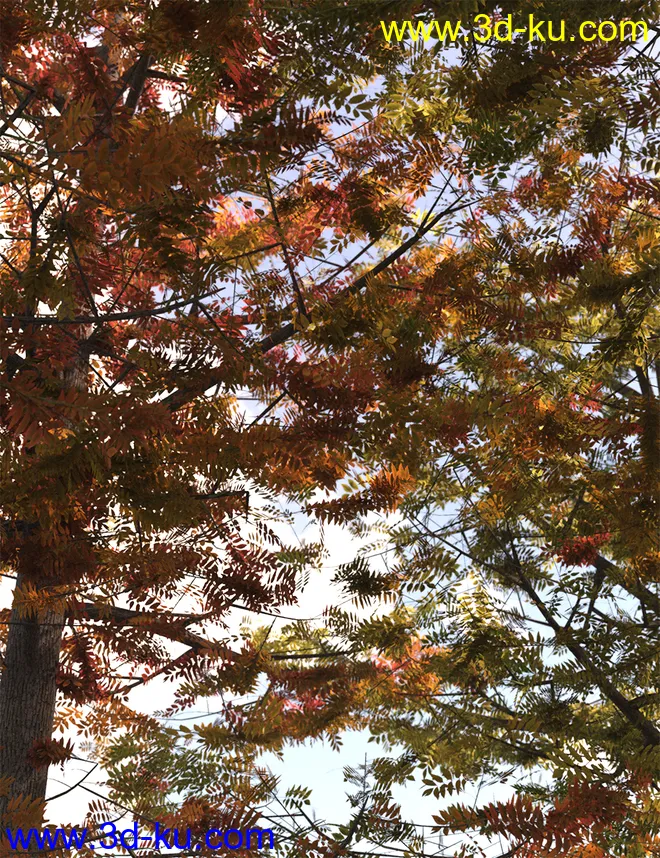 The Greenwood Vol 2 - Ash Trees模型的图片7