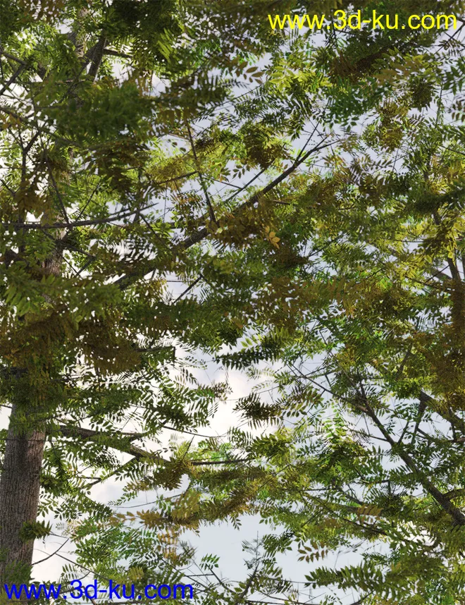 The Greenwood Vol 2 - Ash Trees模型的图片8