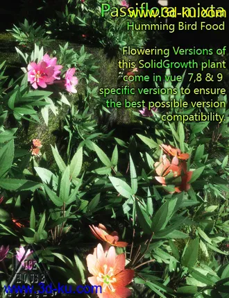 3D打印模型The Pink Passion Flower - hummingbird food!的图片