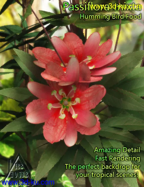 The Pink Passion Flower - hummingbird food!模型的图片2