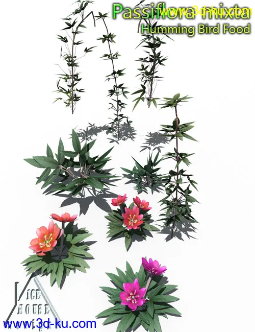 The Pink Passion Flower - hummingbird food!模型的图片3