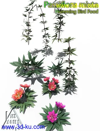 3D打印模型The Pink Passion Flower - hummingbird food!的图片