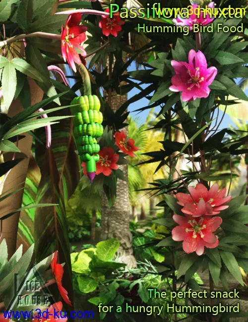 The Pink Passion Flower - hummingbird food!模型的图片4