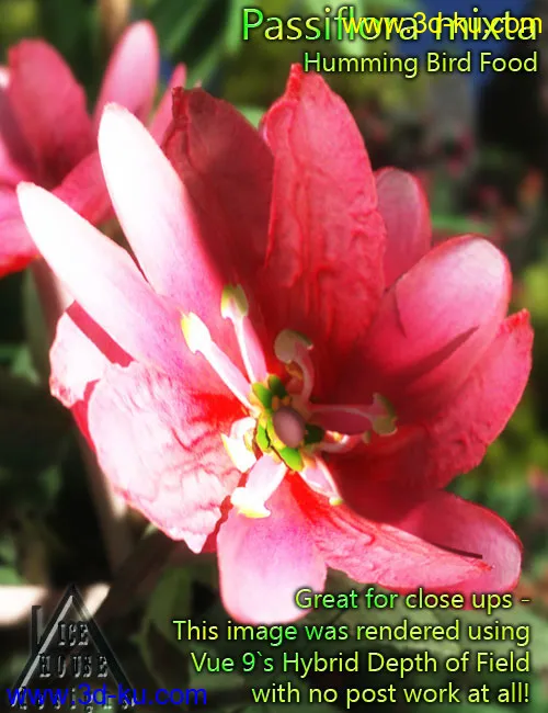 The Pink Passion Flower - hummingbird food!模型的图片6