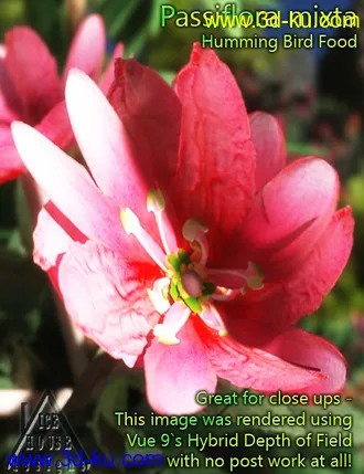 3D打印模型The Pink Passion Flower - hummingbird food!的图片