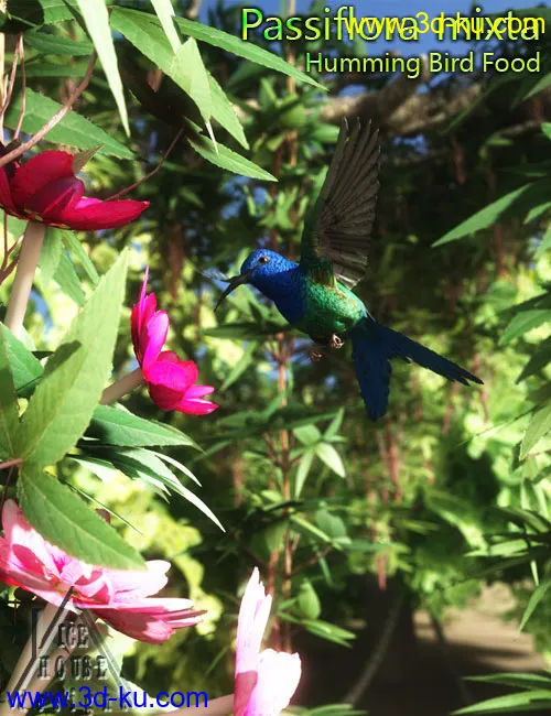 The Pink Passion Flower - hummingbird food!模型的图片7