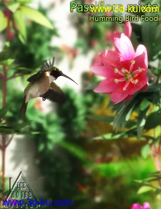 3D打印模型The Pink Passion Flower - hummingbird food!的图片