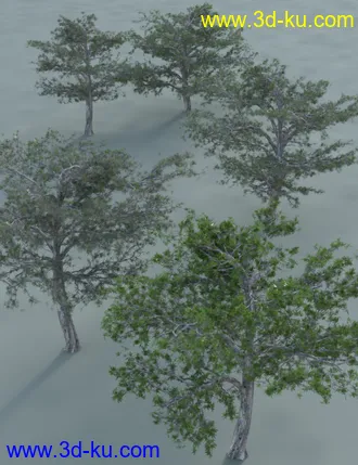 3D打印模型Tropical Acacia Trees的图片