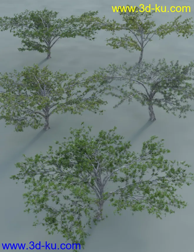 Tropical Acacia Trees模型的图片7