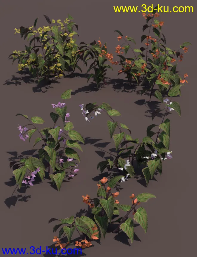 Tropical Flowers - Dragon Wing Begonia Plants模型的图片4