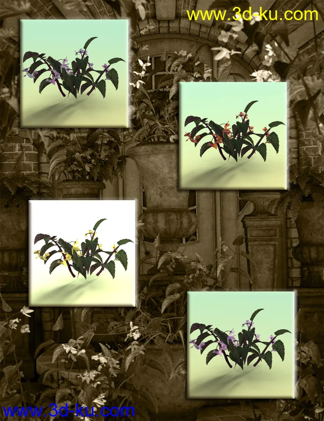 Tropical Flowers - Dragon Wing Begonia Plants模型的图片6