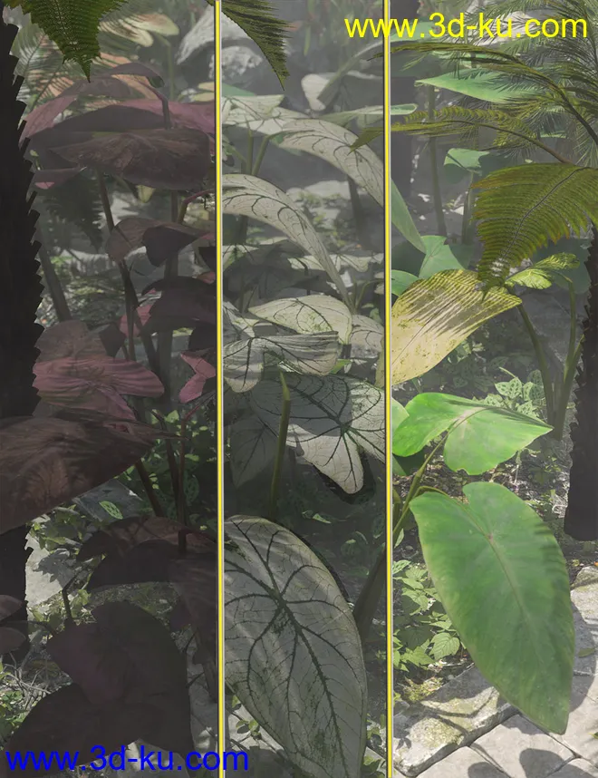 Tropical Foliage Plants- Colcassia模型的图片1