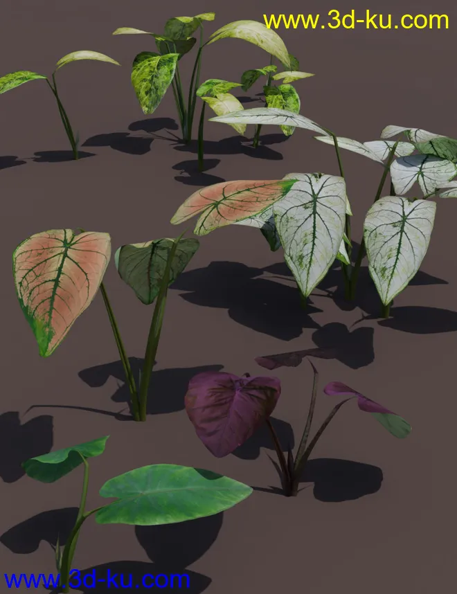 Tropical Foliage Plants- Colcassia模型的图片5