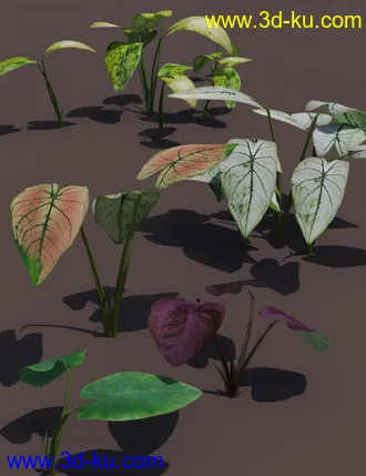 3D打印模型Tropical Foliage Plants- Colcassia的图片
