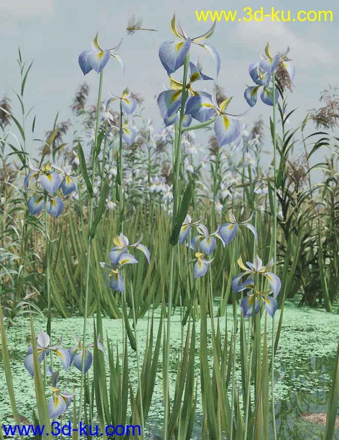 Water Iris - High Res Flowering Plants模型的图片1