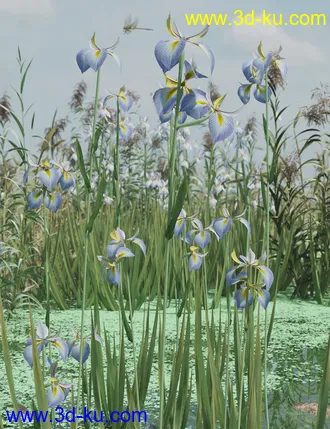 3D打印模型Water Iris - High Res Flowering Plants的图片