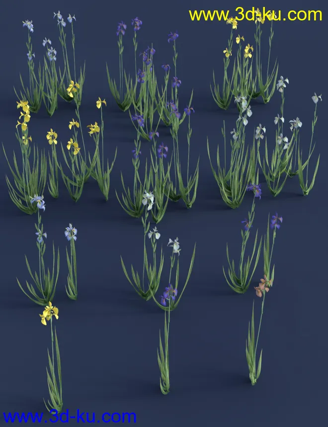 Water Iris - High Res Flowering Plants模型的图片5