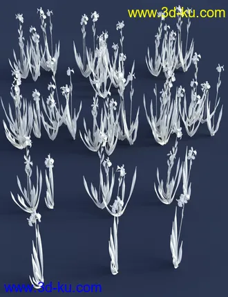 3D打印模型Water Iris - High Res Flowering Plants的图片