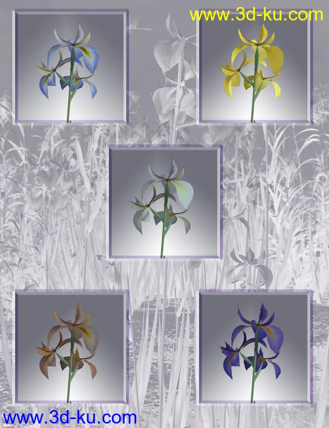 Water Iris - High Res Flowering Plants模型的图片7