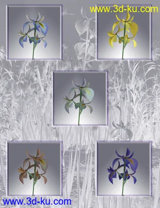 3D打印模型Water Iris - High Res Flowering Plants的图片