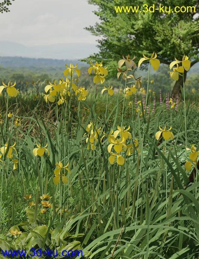 Water Iris - High Res Flowering Plants模型的图片8
