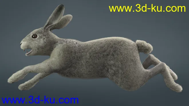 Caesar the Hare for Daz Dog 8模型的图片3