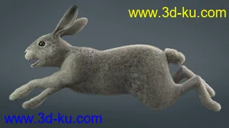 3D打印模型Caesar the Hare for Daz Dog 8的图片
