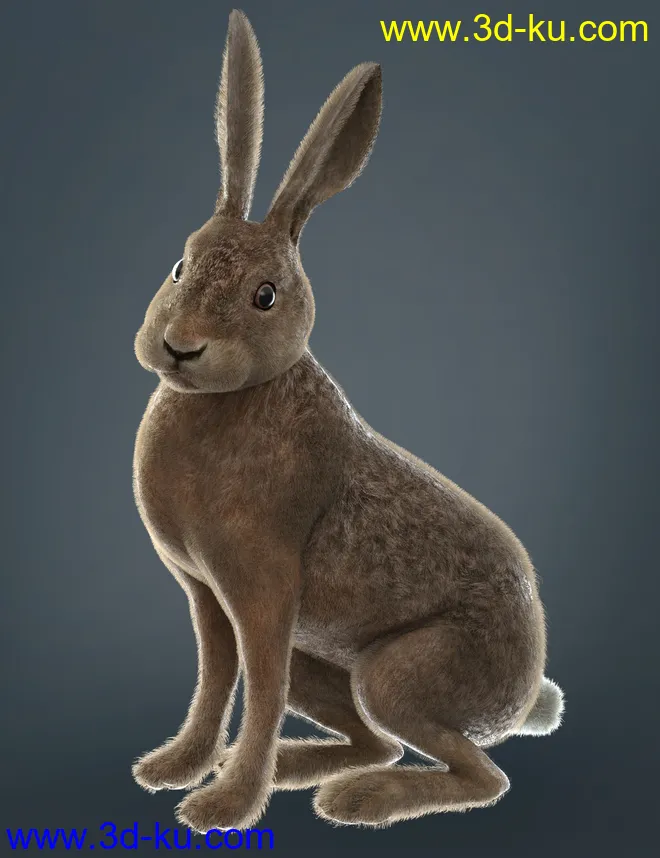 Caesar the Hare for Daz Dog 8模型的图片4