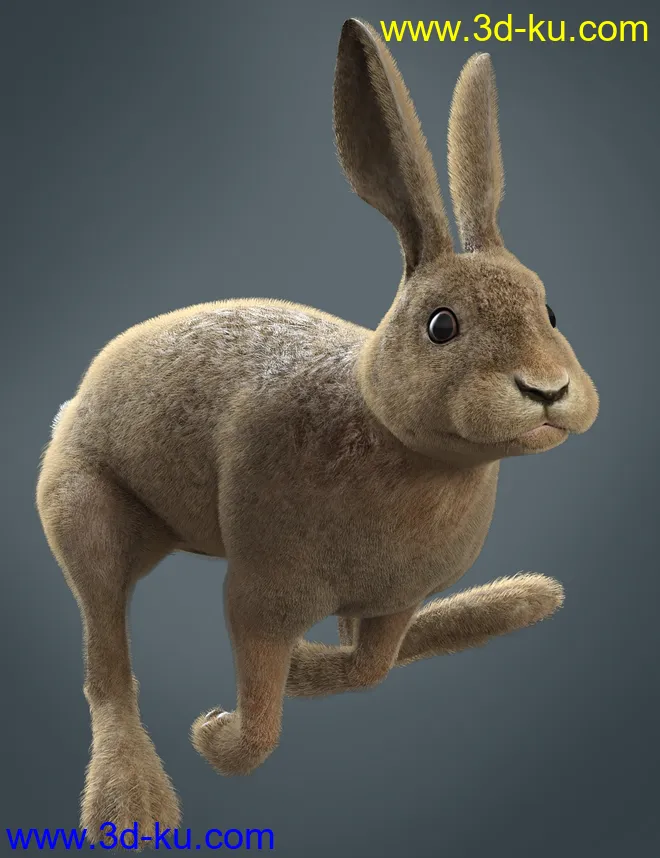 Caesar the Hare for Daz Dog 8模型的图片7
