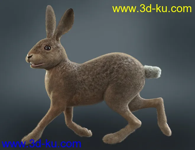 Caesar the Hare for Daz Dog 8模型的图片8