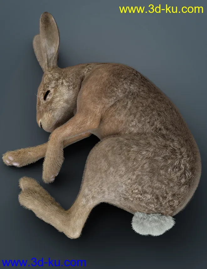 Caesar the Hare for Daz Dog 8模型的图片9