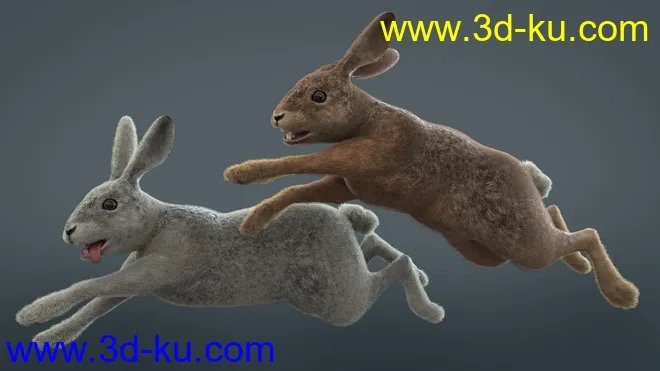 Caesar the Hare for Daz Dog 8模型的图片10