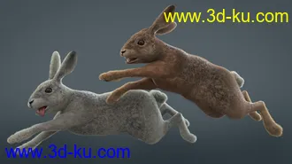 3D打印模型Caesar the Hare for Daz Dog 8的图片