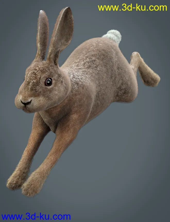 Caesar the Hare for Daz Dog 8模型的图片12