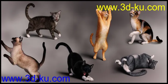 Casual Cat for Daz House Cat模型的图片2