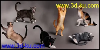 3D打印模型Casual Cat for Daz House Cat的图片