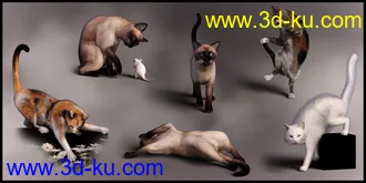 3D打印模型Casual Cat for Daz House Cat的图片